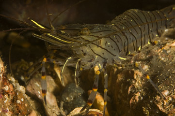 Common prawn