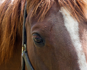 Horses's eye