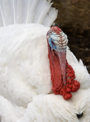 Turkey cock