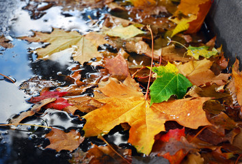 Wet leaves