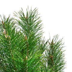 Isolated pine tree branches