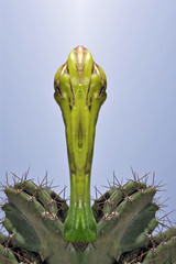Detail of Yucca flowers and foliage isolated over white