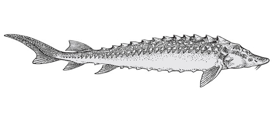 Sterlet vector