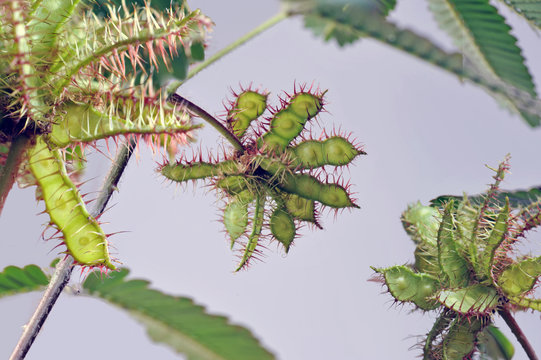Detail of Mimosa pudica branches with seeds