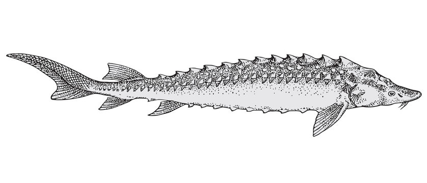 sturgeon fish drawing, gray, side view clip art preview