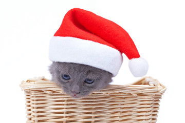 Santa Kitten