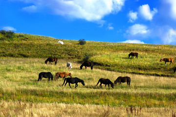 Fototapeta na wymiar Horses on beautiful landscape