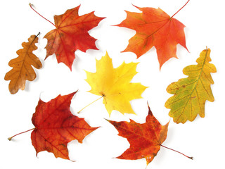 bright autumnal palette