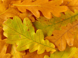 oak leaves background