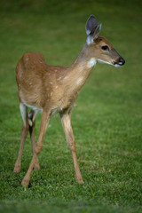 strobist fawn
