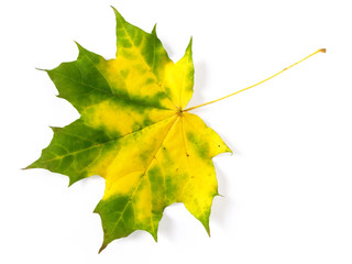 yellow and green maple leaf