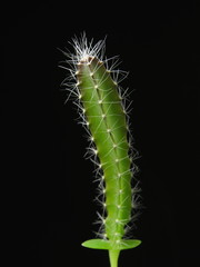 Hylocereus undatus