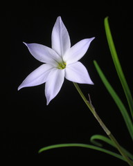 Ipheion uniflorum