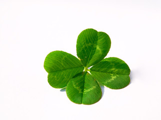 four-leaf clover © Željko Radojko