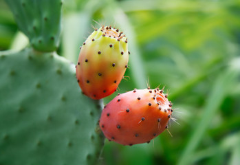 kakteenfrucht