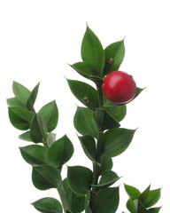 Ruscus aculeatus 'Christmas Berry'