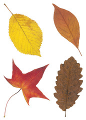 red yellow and brown autumn leaf isolated on white