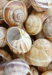 Several colorful empty escargot shells