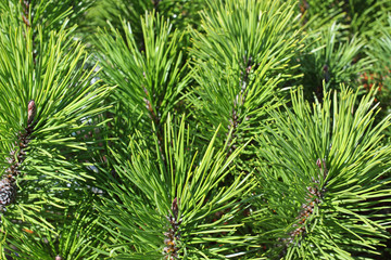Mugho Pine needles