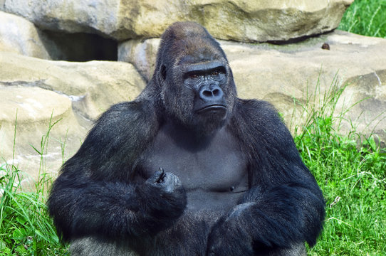 gorilla at the zoo
