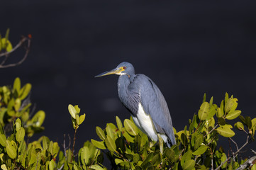 egretta tricolored, louisiana heron, tricolored heron