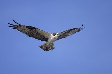 Obraz premium osprey, pandion haliaetus