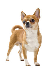 Red Chihuahua isolated
