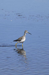 greater yellowlegs, tringa melanoleuca