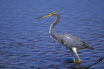 egretta tricolored, louisiana heron, tricolored heron