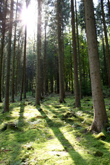 Wald