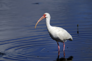 american white ibis, eudocimus albus