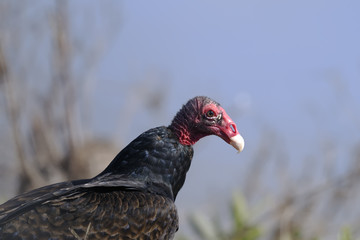 turkey vulture, cathartes aura