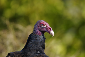 turkey vulture, cathartes aura