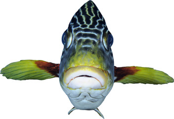 A sweetlips looking directly at the camera