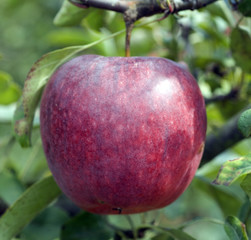 Early Blaze Apfel