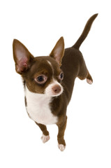 chocolate chihuahua isolated