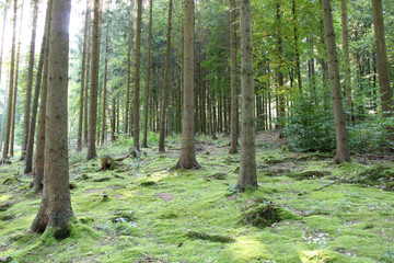 Wald