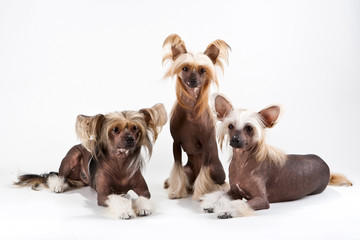 Two males and female of Chinese Crested Dog.