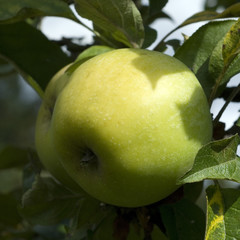 Seestermuehler Zitronenapfel