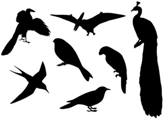 Illustration of birds