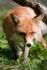 red fox