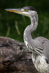Graureiher oder Fischreiher