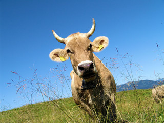 Allg&auml;u  100000044