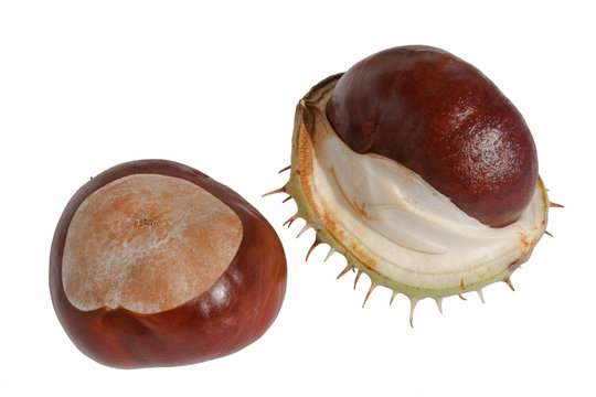 Chesnut