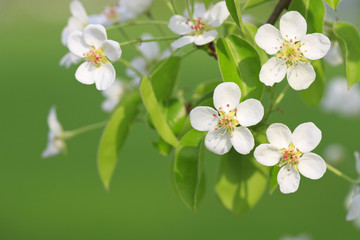 Fototapeta premium Branch of apple tree