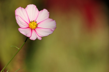 cosmos