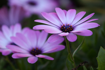 Obraz premium osteospermum,maguerite du cap