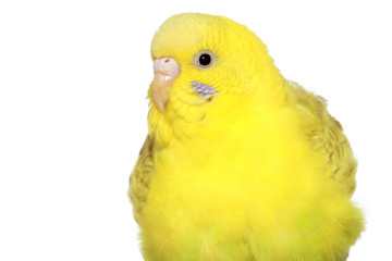 Yellow budgerigar