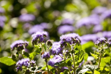 natural flowers