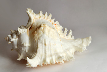 clam-shell